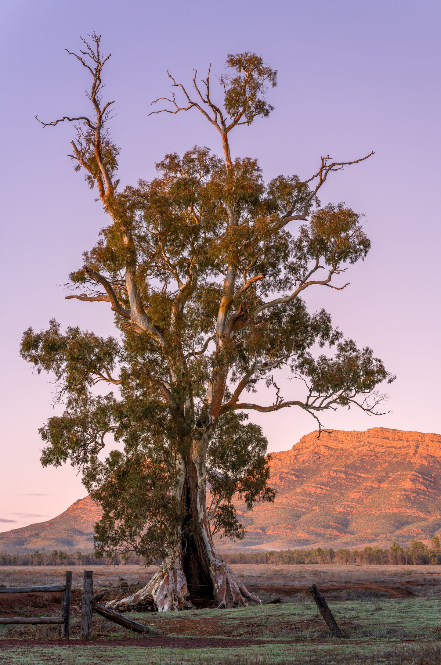 Sunrise at the Cazneaux Tree, Flinders Ranges South Australia