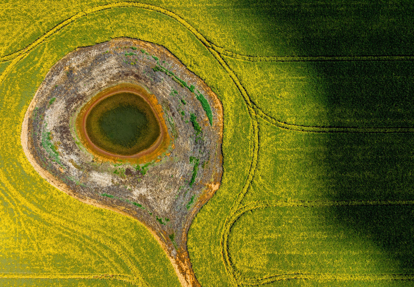 Grenfell Canola