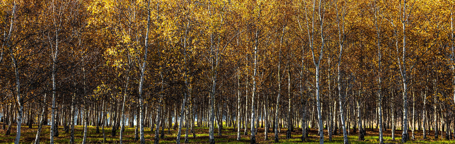 National Arboretum Silver Birch