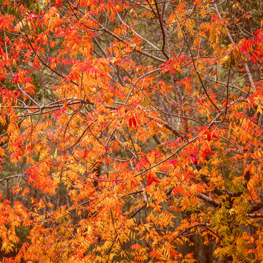 Colours of Autumn