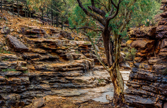 Ferguson Gorge Walls on Moolooloo Station