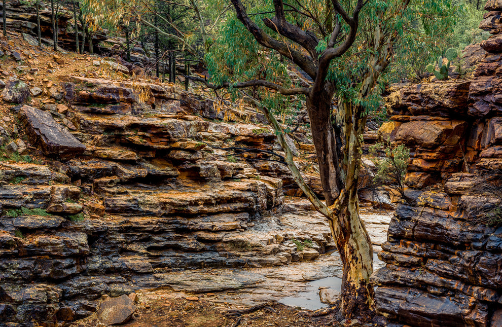Ferguson Gorge Walls on Moolooloo Station – Damien Wyer Landscape ...