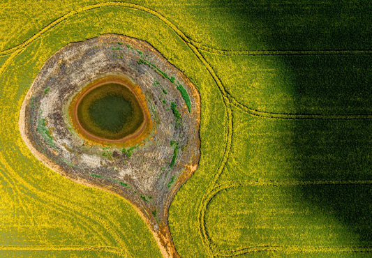 Grenfell Canola