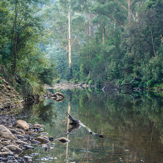 Liffey River, Liffey Tasmania