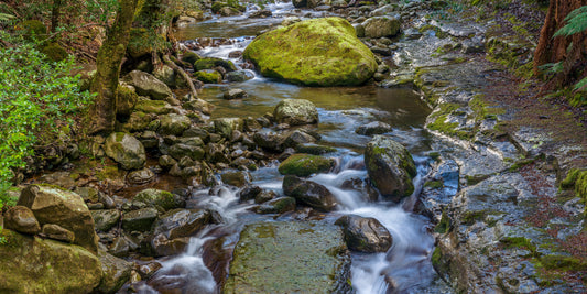 Liffey River, Tasmania