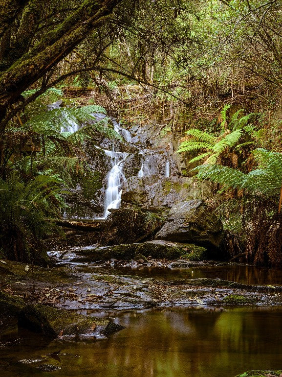 Lilydale Falls, Tasmania