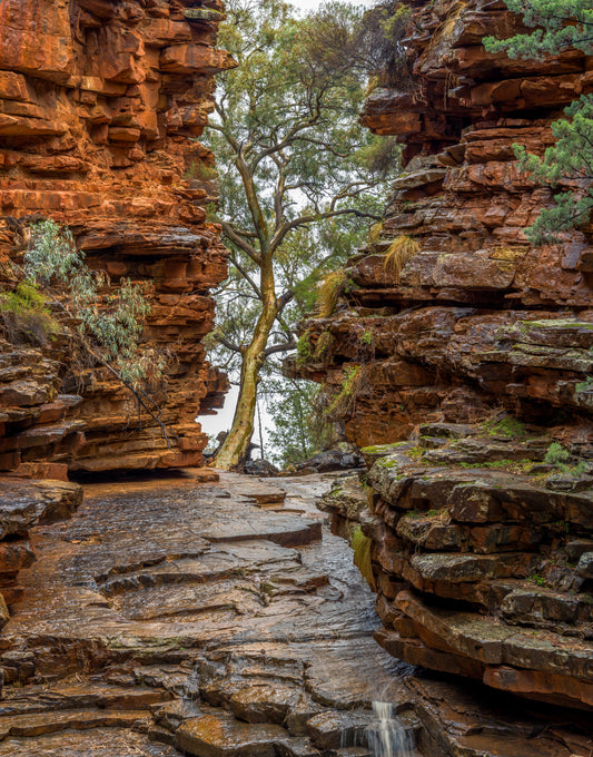 Ferguson Gorge on Moolooloo Station SA