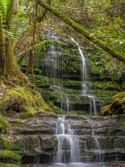 Myrtle Gully Falls, Wellington Park, Tasmania
