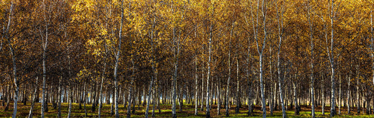National Arboretum Silver Birch