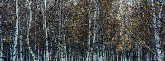 National Arboretum Silver Birch Twilight, Canberra
