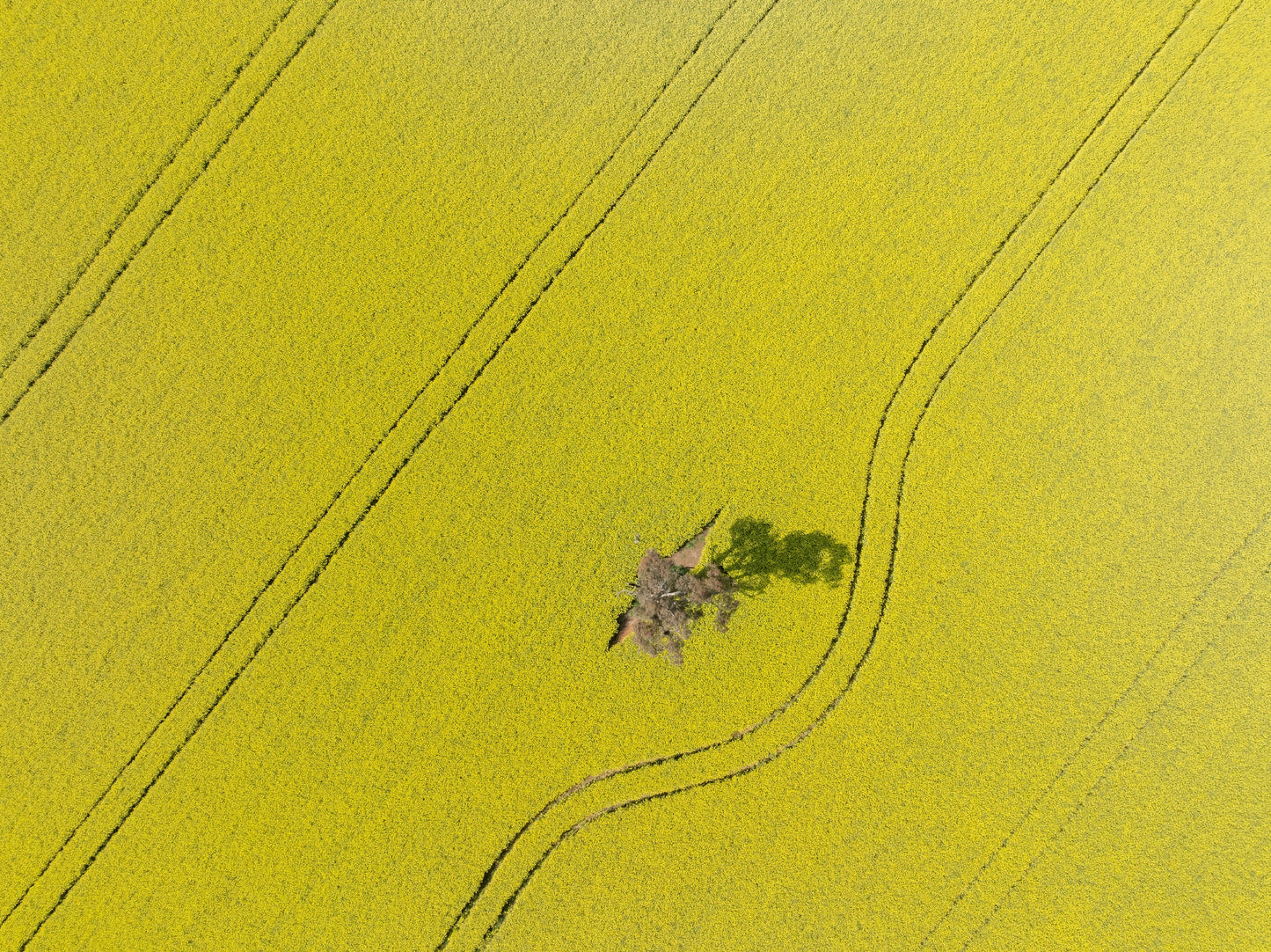 Tyagong Rd Canola