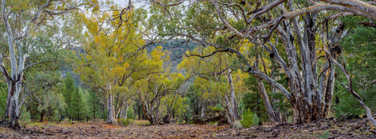 Willagon Creek