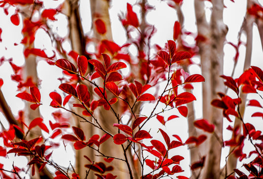Red, Perth Hills WA